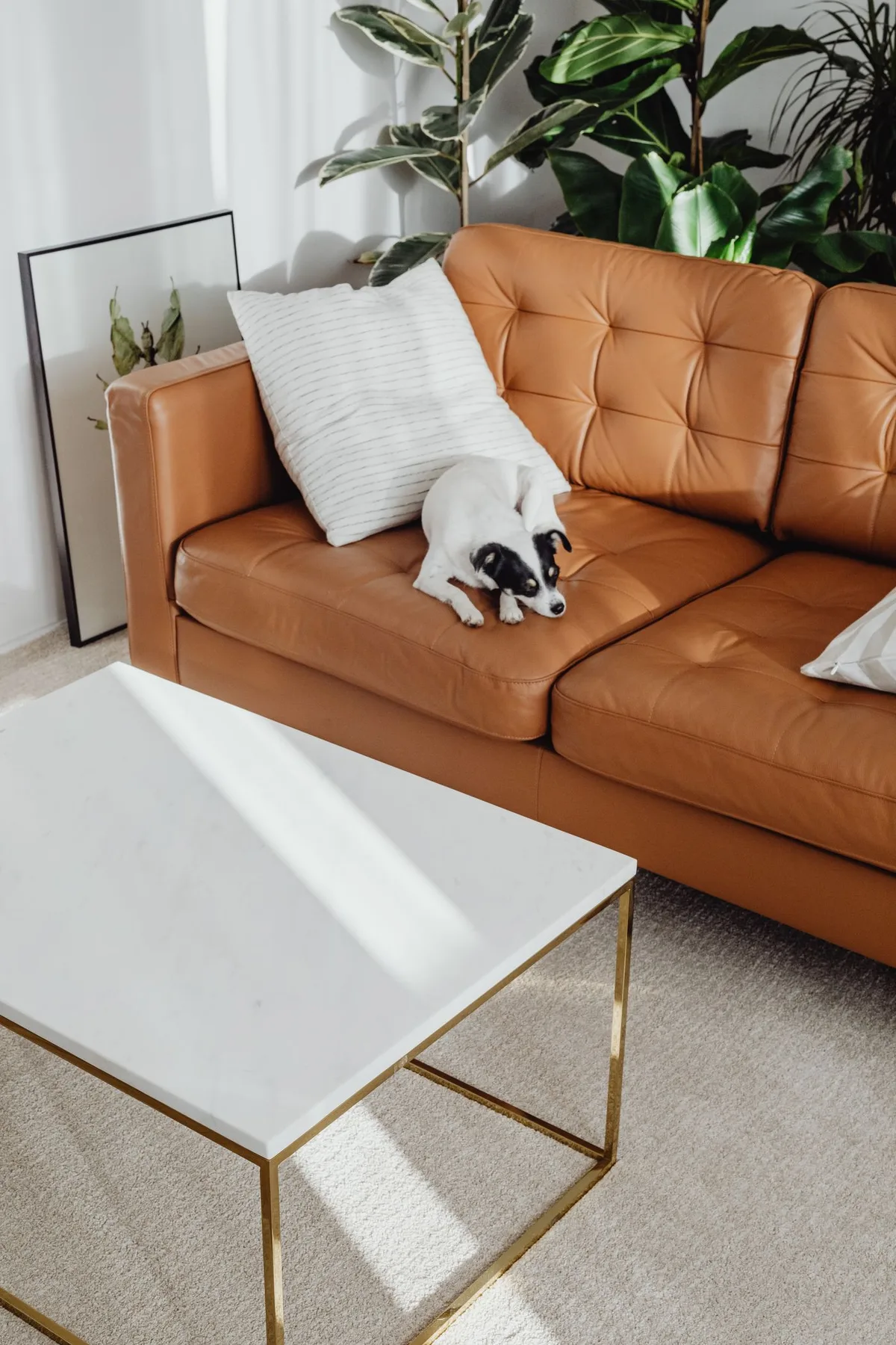 A small black-and-white dog resting on a tan leather sofa beside a white coffee table